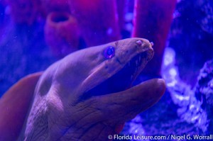 SEALIFE Orlando, I-Drive 360, International Drive, Orlando,  Florida - 27th April 2015 (Photographer: Nigel G Worrall)