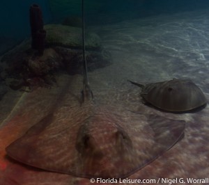 SEALIFE Orlando, I-Drive 360, International Drive, Orlando,  Florida - 27th April 2015 (Photographer: Nigel G Worrall)