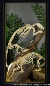 Skeletons - Animals Unveiled, I-Drive 360, International Drive, Orlando,  Florida - 29th April 2015 (Photographer: Nigel G Worrall)