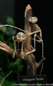 Skeletons - Animals Unveiled, I-Drive 360, International Drive, Orlando,  Florida - 29th April 2015 (Photographer: Nigel G Worrall)