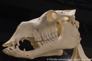 Skeletons - Animals Unveiled, I-Drive 360, International Drive, Orlando,  Florida - 29th April 2015 (Photographer: Nigel G Worrall)