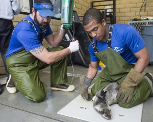 SeaWorld Animal Rescue Team Caring for Hundreds of Sea Lions