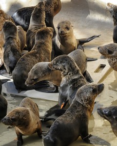 SeaWorld Animal Rescue Team Caring for Hundreds of Sea Lions_2