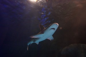 Sharks at SeaLife Aquarium in Orlando, Florida