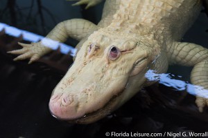 Gator Spot at Fun Spot America - Orlando, International Drive, Orlando, Florida - 11th May 2015 (Photographer: Nigel G Worrall)