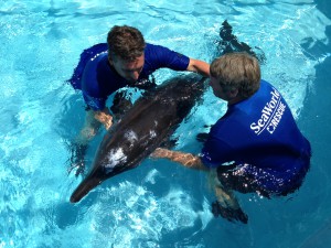 Rescued_Dolphin_at_SeaWorld_Orlando