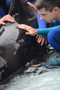 SeaWorld Pilot Whale