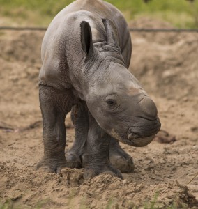 2015_BUSCH_GARDENS_TAMPA_BABY_RHINO_02