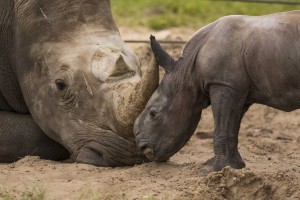 2015_BUSCH_GARDENS_TAMPA_BABY_RHINO_05