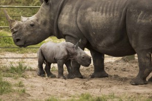 2015_BUSCH_GARDENS_TAMPA_BABY_RHINO_09