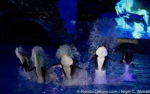 SeaWorld Christmas Celebration - 19th December 2014 (Photographer: Nigel G Worrall)