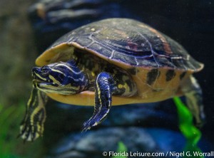 Turtle Fest Exhibit at Sealife Orlando, 21st April 2016 (Photographer: Nigel G Worrall)