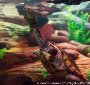 Turtle Fest Exhibit at Sealife Orlando, 21st April 2016 (Photographer: Nigel G Worrall)