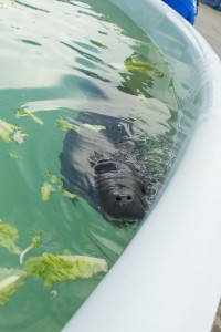 20160720_ManateeCalfRescue_036
