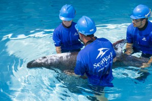 20160726_PygmyKillerWhaleRescue_030