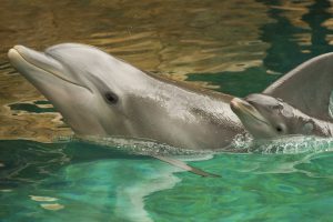 20160902_haileydolphincalf_005-1