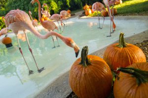 20160920_flamingospumpkins_033