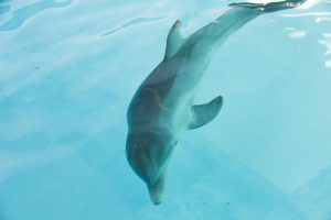 20161202_rescueddolphin_004