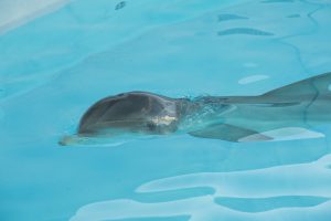 20161202_rescueddolphin_009