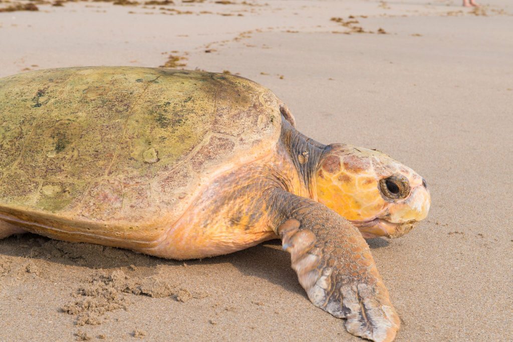 20170523_LoggerheadTurtleReturn_016