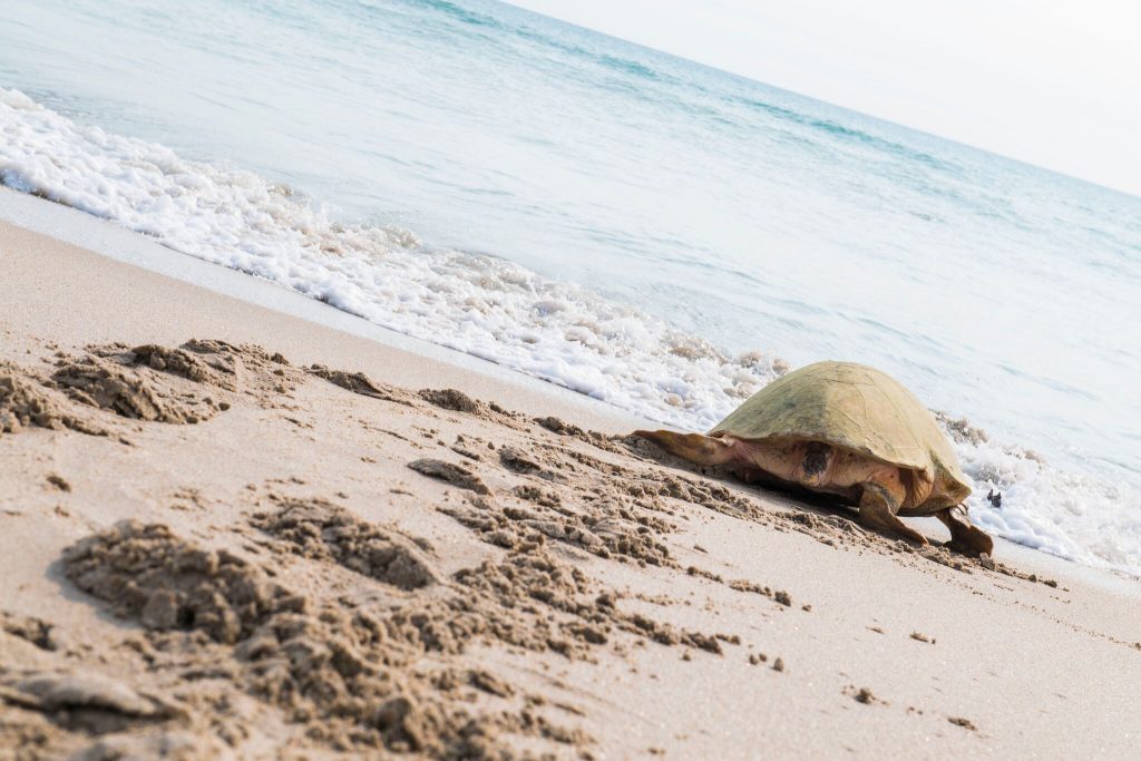 20170523_LoggerheadTurtleReturn_019