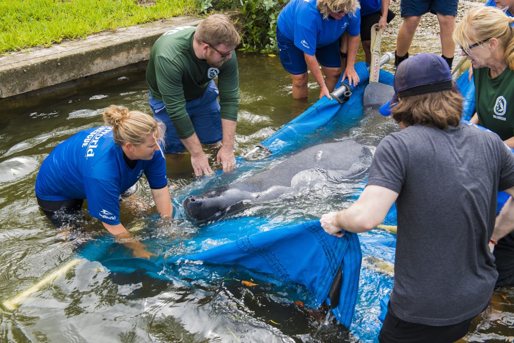 Manatee