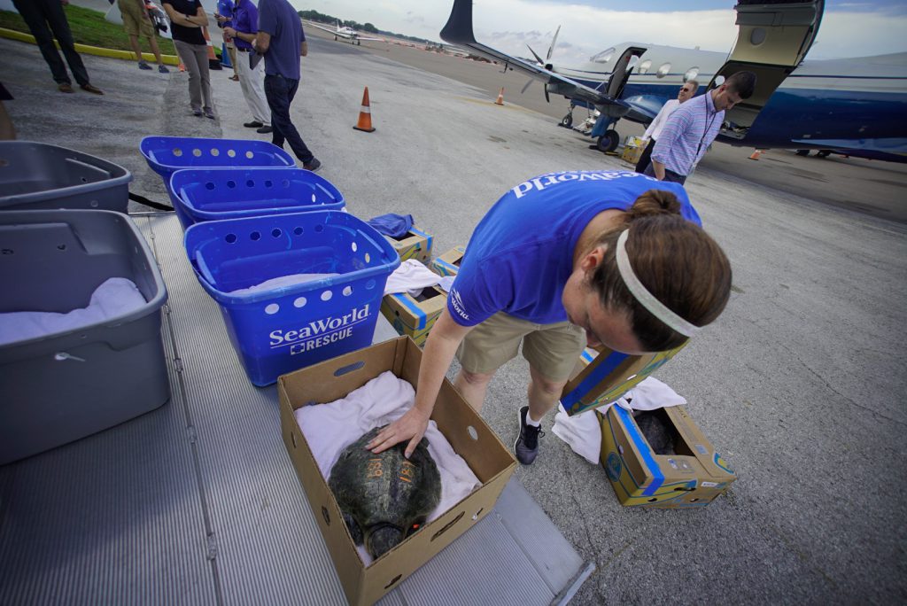 New England turtles arrive in Tampa_1