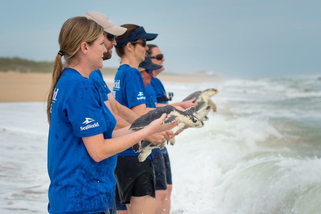 Rescue team delivers turtles to the ocean_1